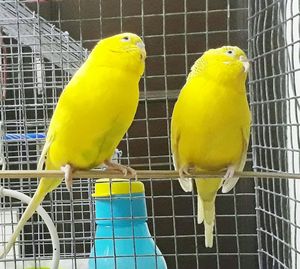 Yellow bird perching in cage