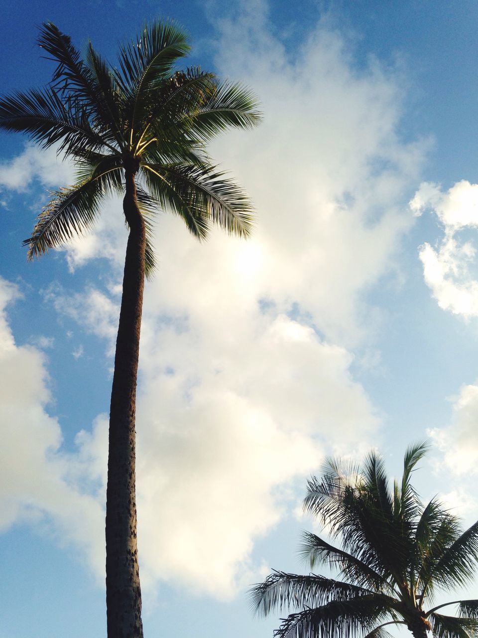 low angle view, palm tree, tree, sky, tree trunk, cloud - sky, silhouette, growth, cloud, tranquility, nature, cloudy, tall - high, beauty in nature, scenics, blue, coconut palm tree, no people, outdoors, tranquil scene