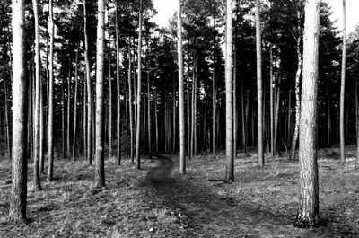 Trees in forest