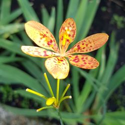 Close-up of flower blooming outdoors