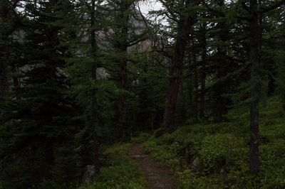 Trees in forest