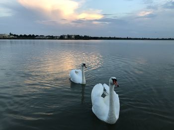 Swans swimming in lake against sky