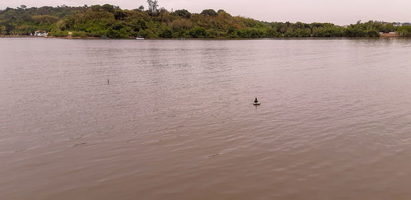 View of birds swimming in lake