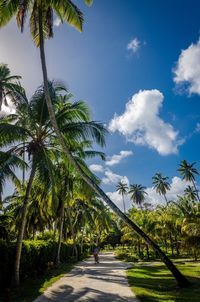 Palm trees against sky