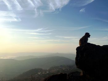 Monkey at the mountain at lonavala, india