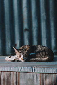 Cat on floor