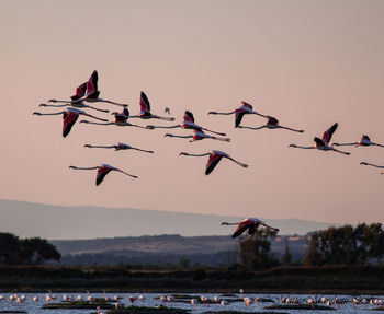 Birds flying in the sky