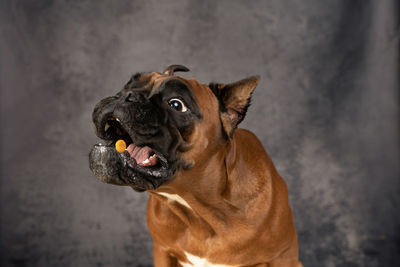 Dog catches food in flight close-up