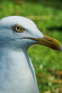 Close-up of white bird