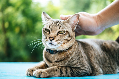 Close-up of tabby cat sitting on table against plants outdoors