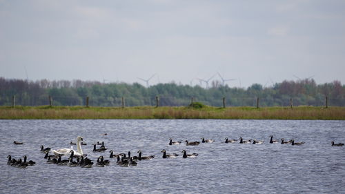 Birds in a lake