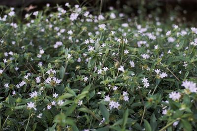 Close-up of white flowering plants on field