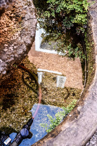 Reflection of trees in water