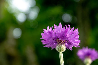 Close-up of pink cosmos flower