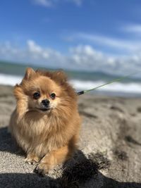 Portrait of dog on beach