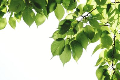 Low angle view of leaves growing on tree against clear sky