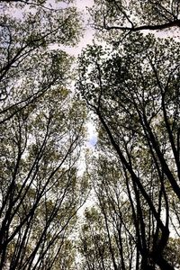 Low angle view of trees in forest against sky