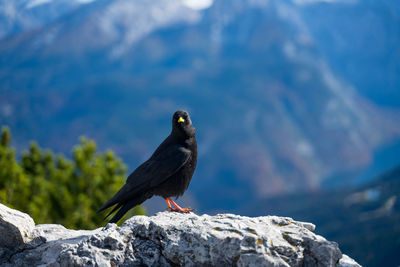 Bird perching on rock