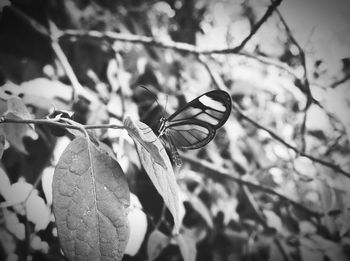 Close-up of butterfly on leaves