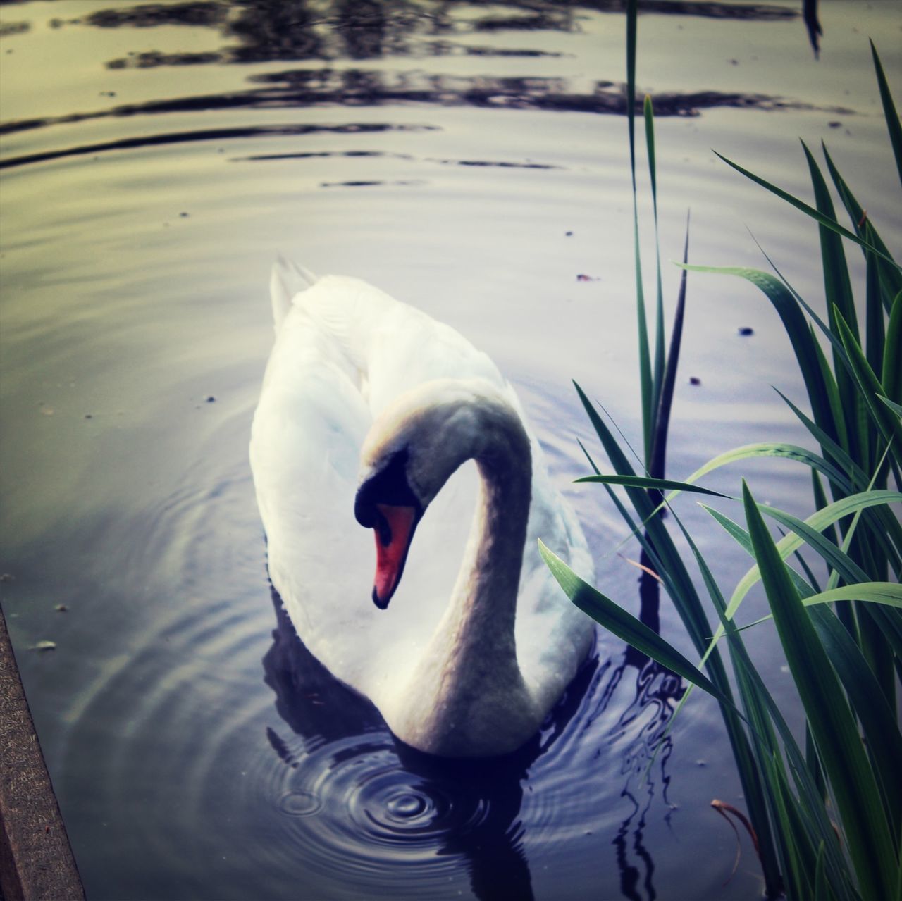 animal themes, bird, swan, water, lake, animals in the wild, wildlife, swimming, beak, reflection, one animal, white color, water bird, rippled, floating on water, duck, waterfront, nature, high angle view, outdoors