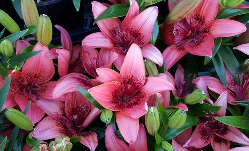 Close-up of pink flowers