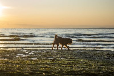 Dog on the beach