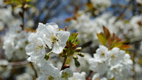 Close-up of white cherry blossoms in spring