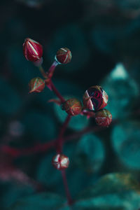 Close-up of red flower buds