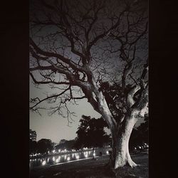 Bare trees against the sky