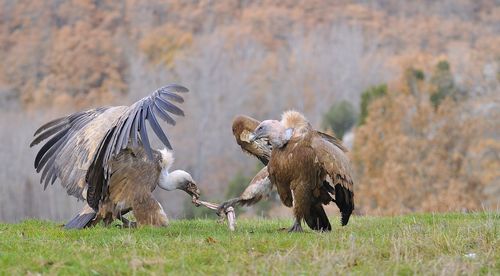 Birds flying in a field