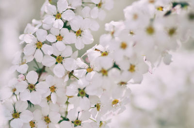 Close-up of white cherry blossom plant