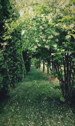 Trees on landscape