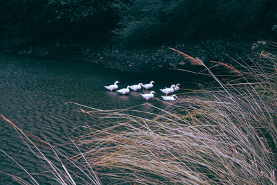 High angle view of ducks on the side of the lake 