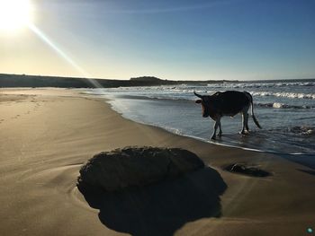 Horse standing on beach against clear sky