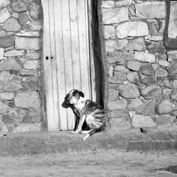 Dog in front of wall