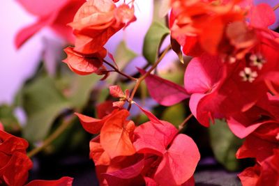 Close-up of red rose plant