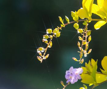 Close-up of yellow flowering plant
