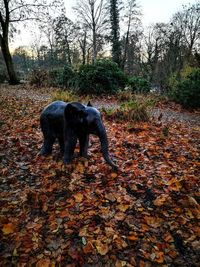 Black dog on field during autumn