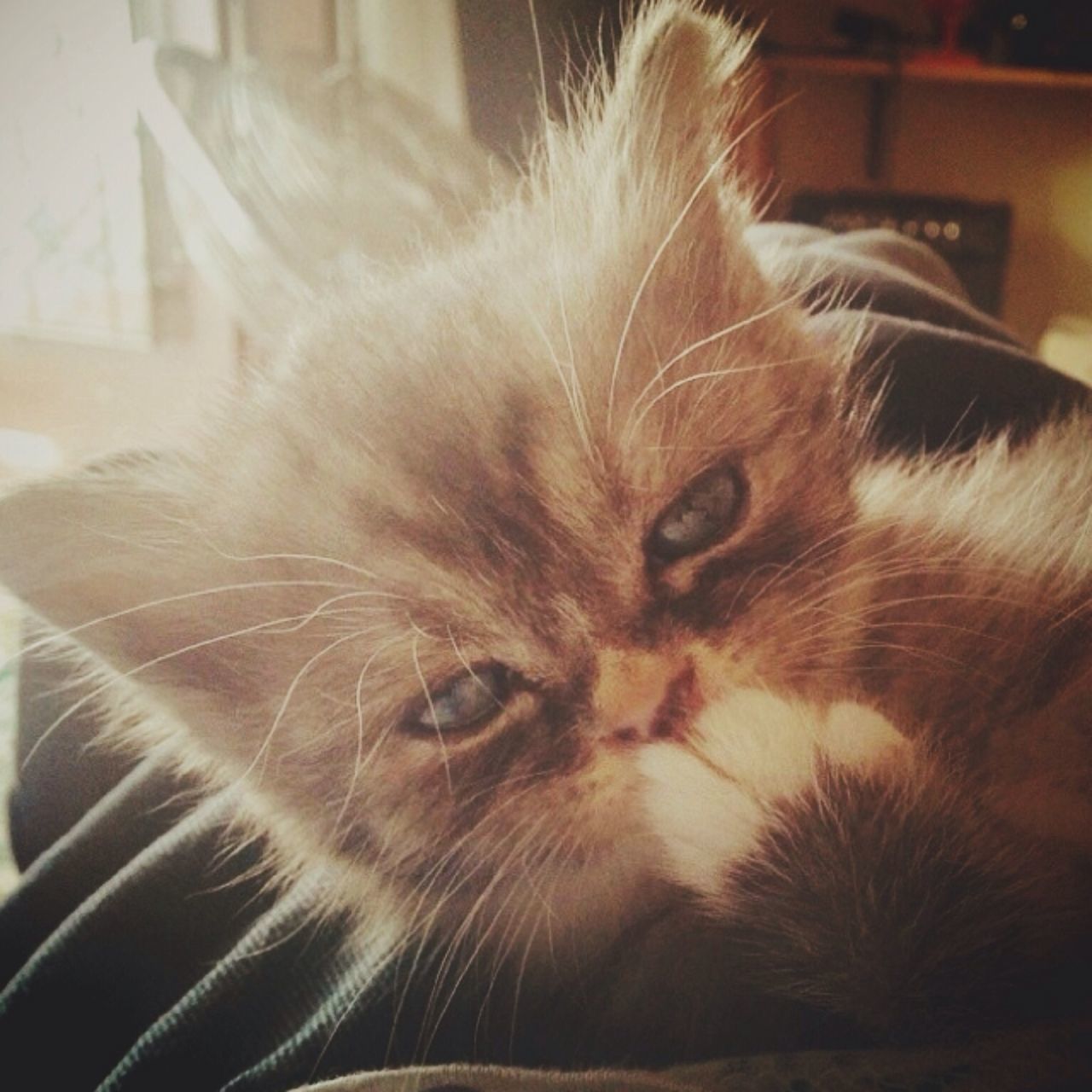 domestic animals, animal themes, pets, indoors, one animal, mammal, domestic cat, cat, close-up, whisker, feline, relaxation, home interior, portrait, looking at camera, animal head, lying down, focus on foreground, home, resting