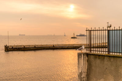 Bird perching by sea against sky during sunset