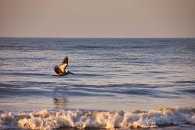 Brown pelican in a sea