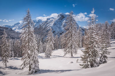 Snow covered plants by trees against sky