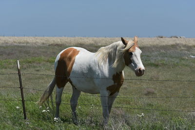 Horse standing in ranch