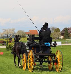 Rear view of men driving horse carriage on grass against sky