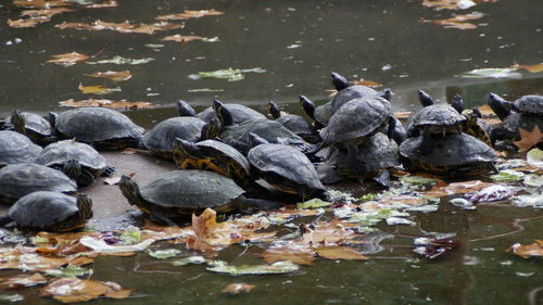 High angle view of ducks swimming in lake