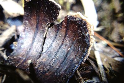 Close-up of tree trunk