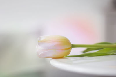 Close-up of white flowering plant