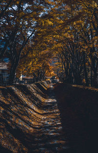 Trees in forest during autumn