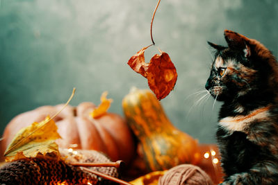 Close-up of a cat