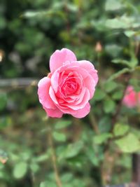 Close-up of pink rose blooming outdoors